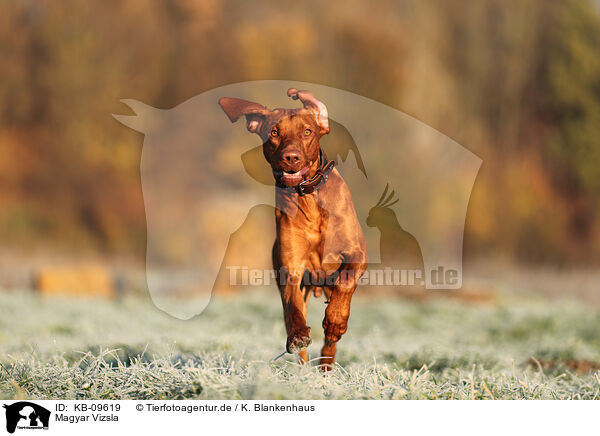 Magyar Vizsla / Magyar Vizsla / KB-09619