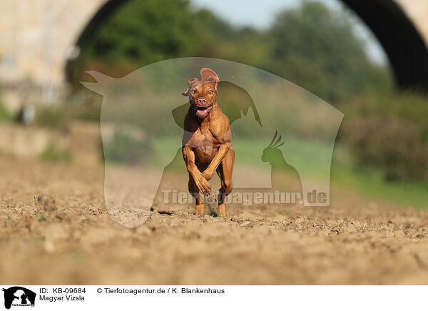 Magyar Vizsla / KB-09684