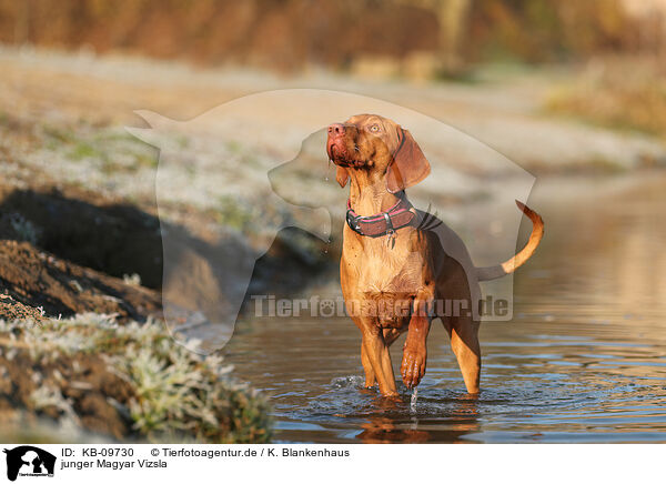 junger Magyar Vizsla / KB-09730