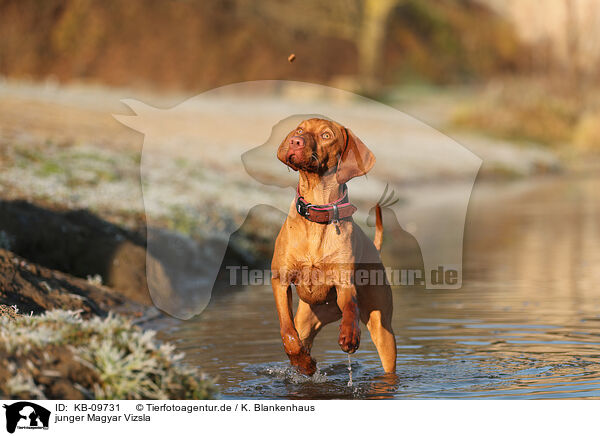 junger Magyar Vizsla / young Magyar Vizsla / KB-09731