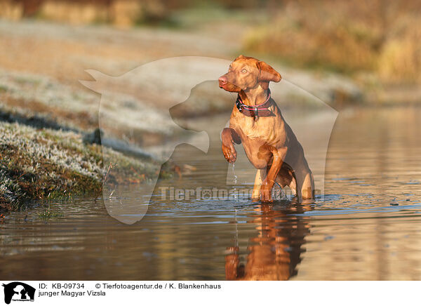 junger Magyar Vizsla / KB-09734