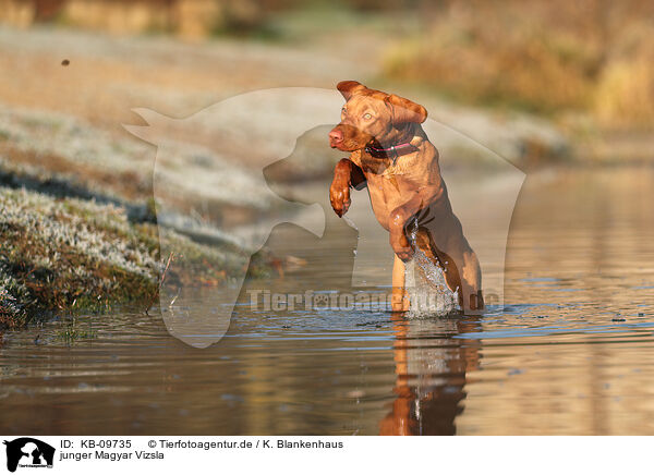 junger Magyar Vizsla / young Magyar Vizsla / KB-09735