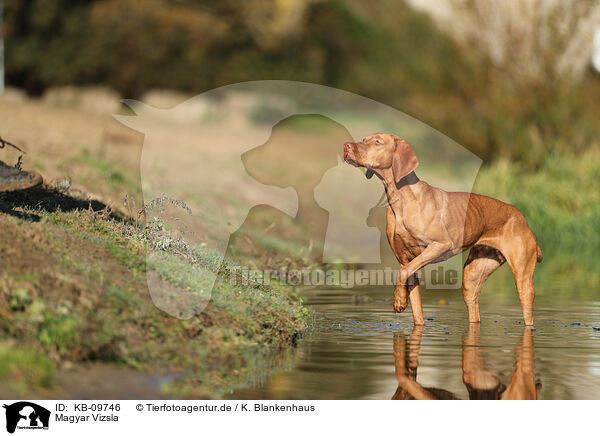 Magyar Vizsla / Magyar Vizsla / KB-09746