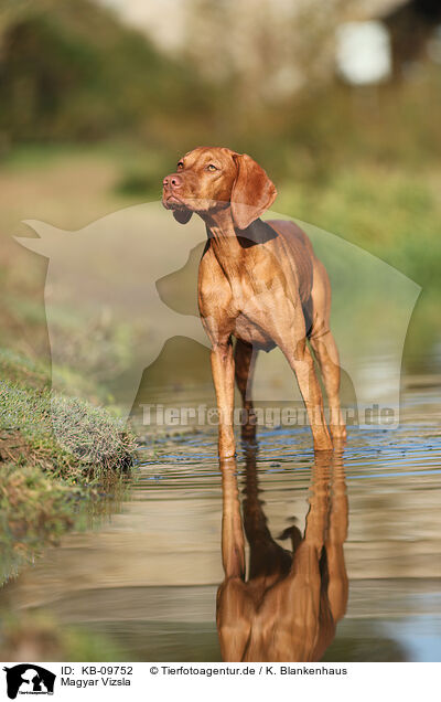 Magyar Vizsla / Magyar Vizsla / KB-09752