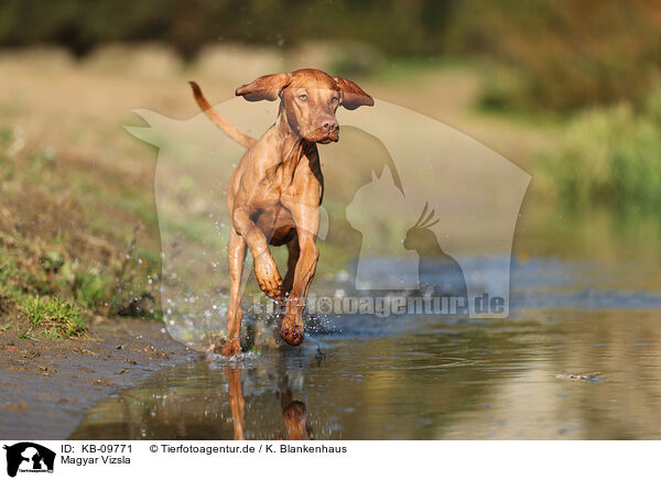 Magyar Vizsla / KB-09771