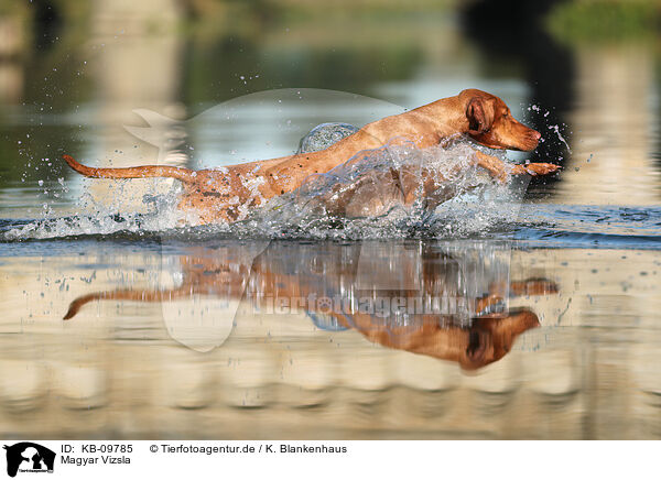 Magyar Vizsla / Magyar Vizsla / KB-09785