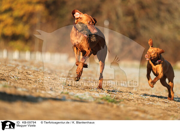 Magyar Vizsla / KB-09794