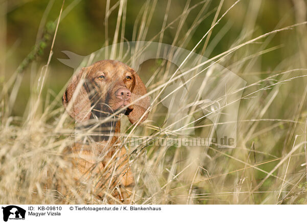Magyar Vizsla / Magyar Vizsla / KB-09810
