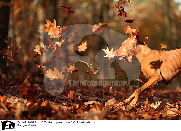Magyar Vizsla / Magyar Vizsla / KB-10073