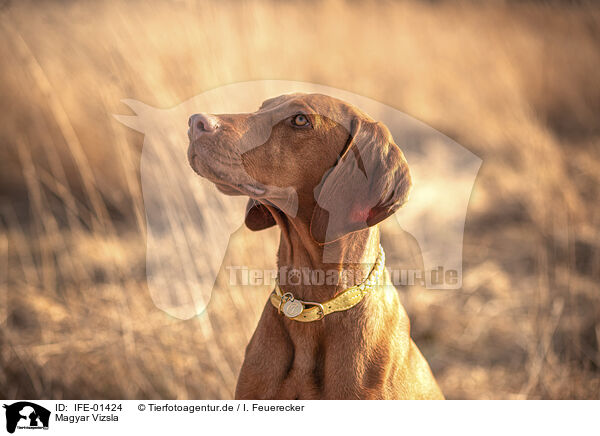 Magyar Vizsla / Magyar Vizsla / IFE-01424