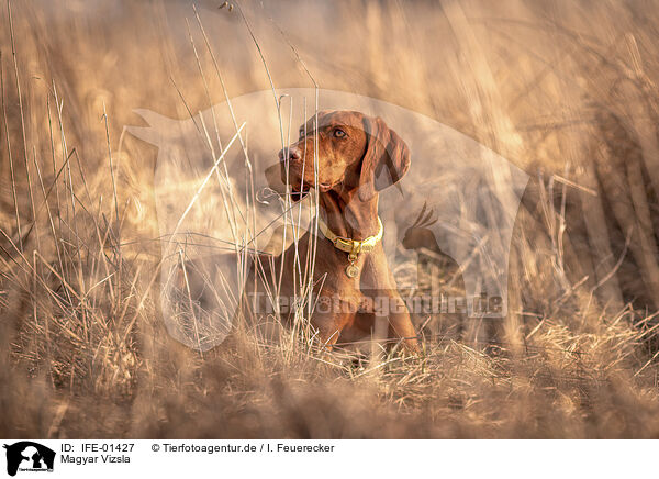 Magyar Vizsla / Magyar Vizsla / IFE-01427