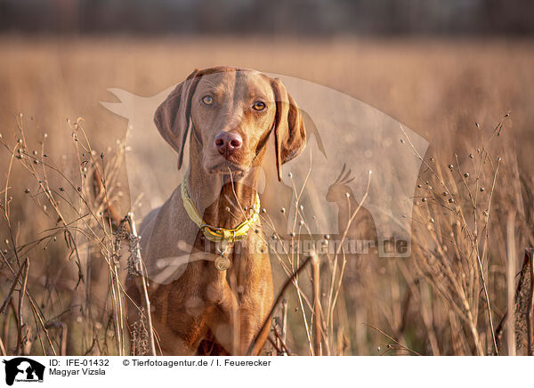 Magyar Vizsla / IFE-01432