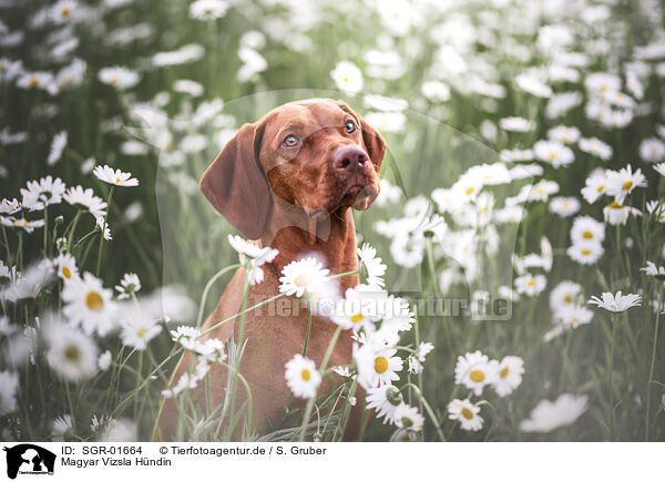 Magyar Vizsla Hndin / female Magyar Vizsla / SGR-01664