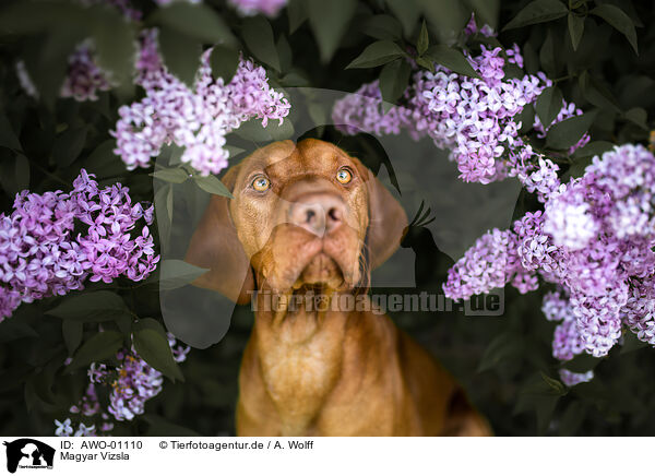 Magyar Vizsla / Magyar Vizsla / AWO-01110