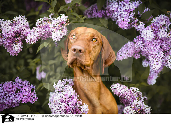 Magyar Vizsla / Magyar Vizsla / AWO-01112