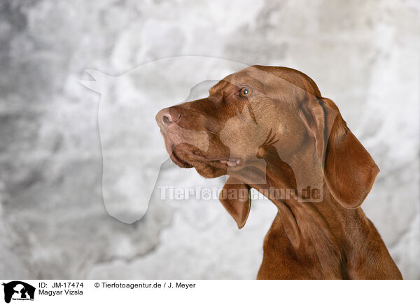 Magyar Vizsla / Magyar Vizsla / JM-17474