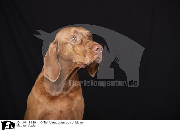 Magyar Vizsla / Magyar Vizsla / JM-17480