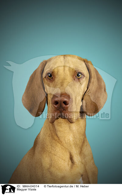 Magyar Vizsla / Magyar Vizsla / MAH-04014