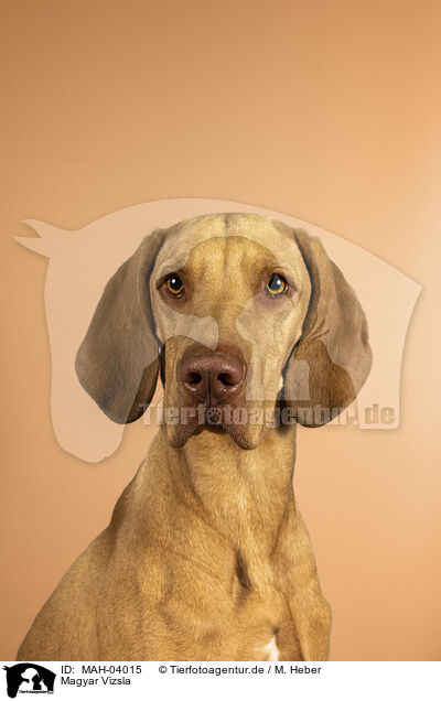 Magyar Vizsla / Magyar Vizsla / MAH-04015