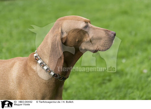 Magyar Vizsla / Magyar Vizsla / HBO-06492