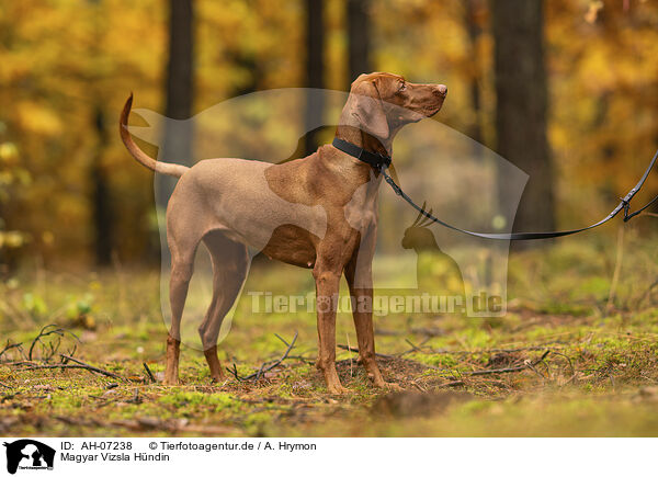 Magyar Vizsla Hndin / female Magyar Vizsla / AH-07238