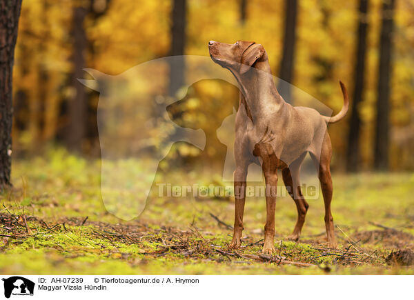 Magyar Vizsla Hndin / female Magyar Vizsla / AH-07239