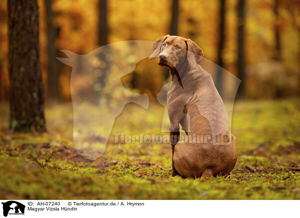 Magyar Vizsla Hndin / female Magyar Vizsla / AH-07240