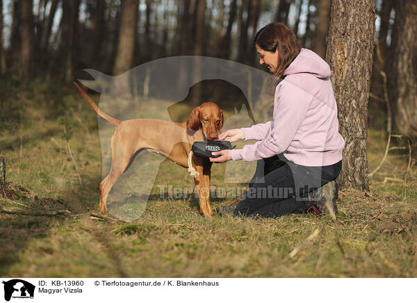 Magyar Vizsla / KB-13960