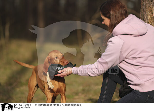 Magyar Vizsla / KB-13961