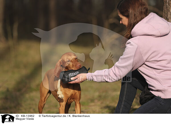 Magyar Vizsla / Magyar Vizsla / KB-13962