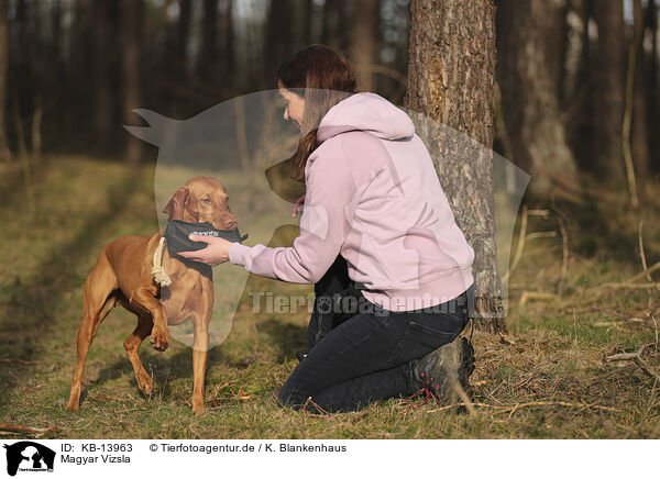 Magyar Vizsla / KB-13963