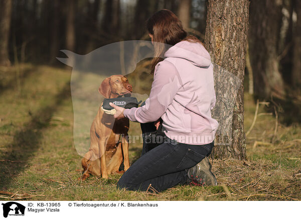 Magyar Vizsla / KB-13965