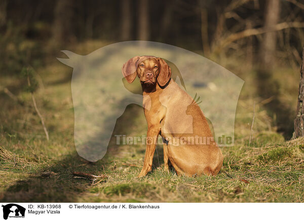 Magyar Vizsla / Magyar Vizsla / KB-13968