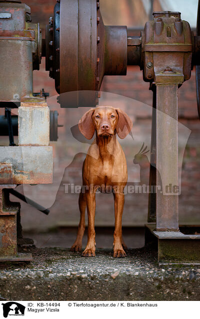Magyar Vizsla / Magyar Vizsla / KB-14494