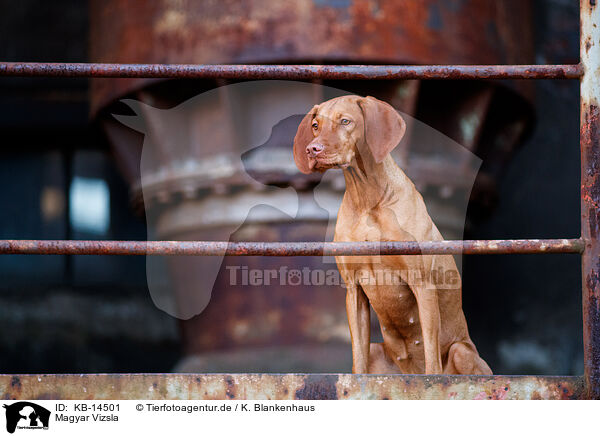 Magyar Vizsla / Magyar Vizsla / KB-14501