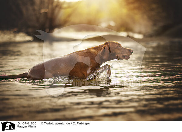 Magyar Vizsla / Magyar Vizsla / CF-01660