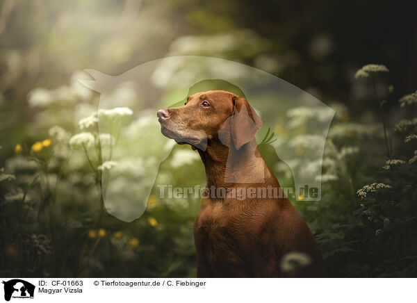 Magyar Vizsla / Magyar Vizsla / CF-01663