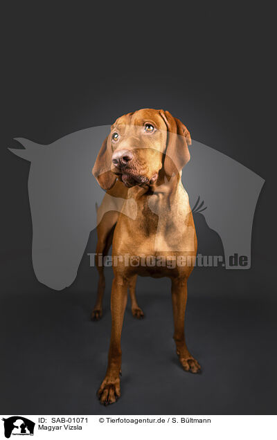 Magyar Vizsla / SAB-01071