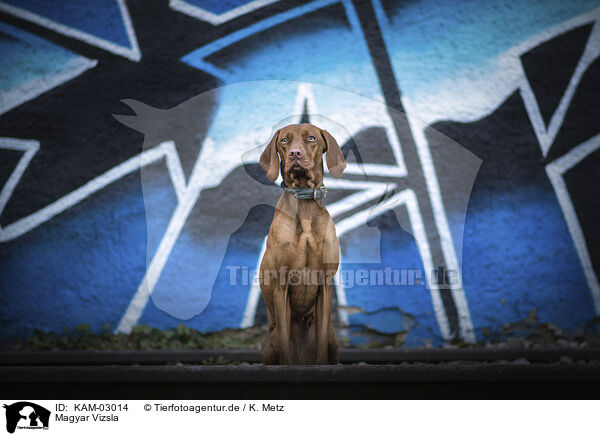 Magyar Vizsla / KAM-03014
