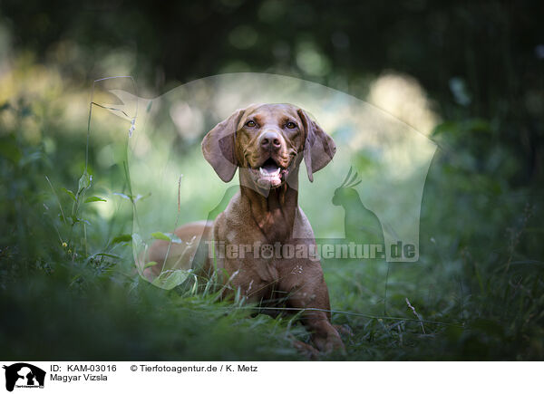 Magyar Vizsla / Magyar Vizsla / KAM-03016