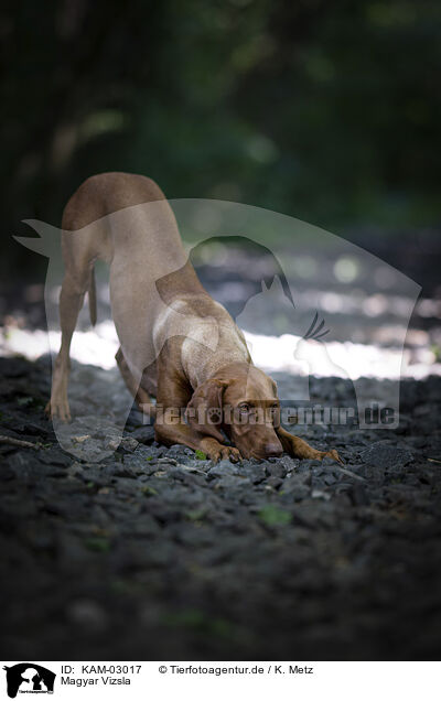 Magyar Vizsla / Magyar Vizsla / KAM-03017