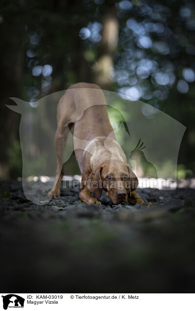 Magyar Vizsla / Magyar Vizsla / KAM-03019