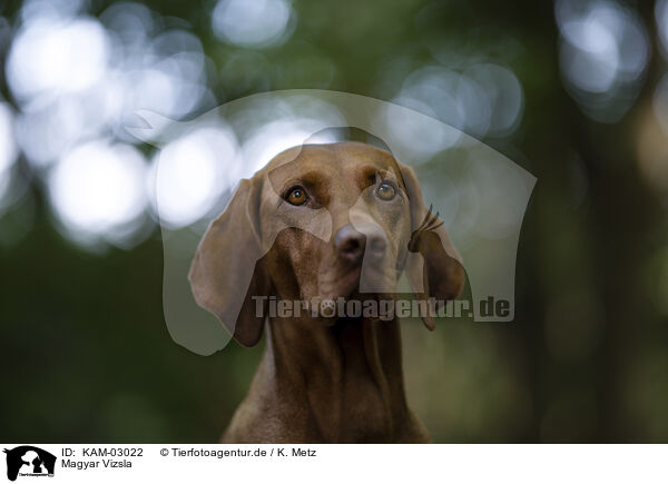 Magyar Vizsla / Magyar Vizsla / KAM-03022