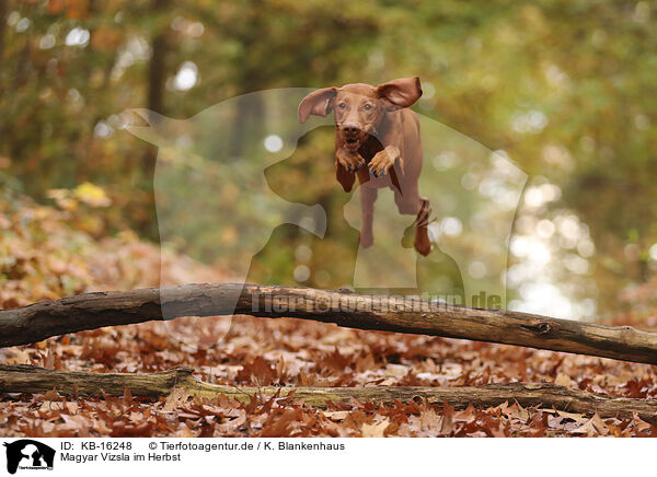 Magyar Vizsla im Herbst / Magyar Vizsla in autumn / KB-16248