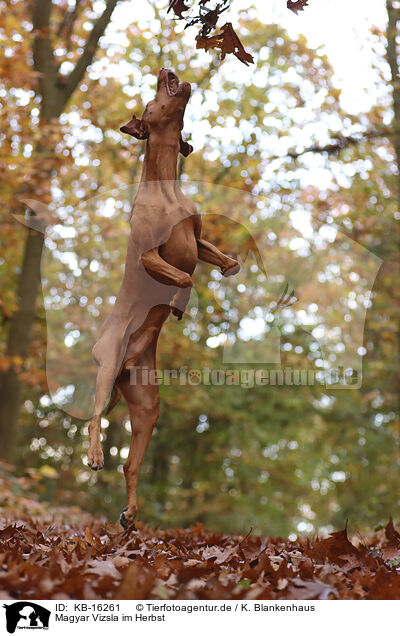 Magyar Vizsla im Herbst / Magyar Vizsla in autumn / KB-16261