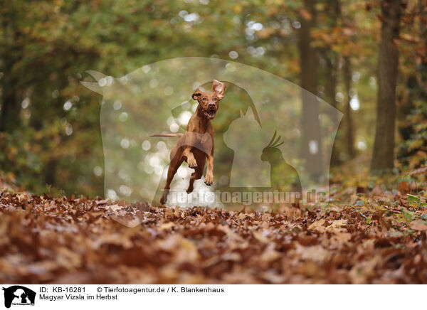 Magyar Vizsla im Herbst / KB-16281