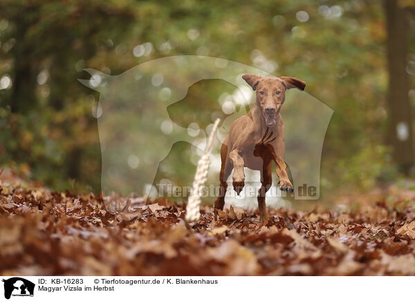 Magyar Vizsla im Herbst / KB-16283