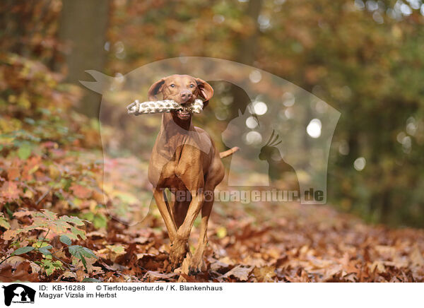 Magyar Vizsla im Herbst / KB-16288