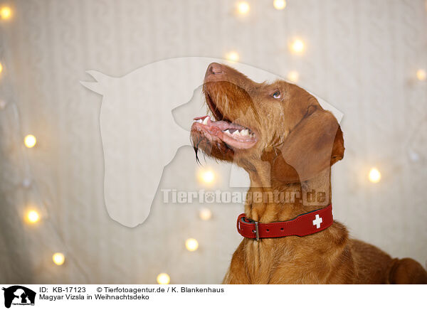 Magyar Vizsla in Weihnachtsdeko / Magyar Vizsla in christmas decoration / KB-17123