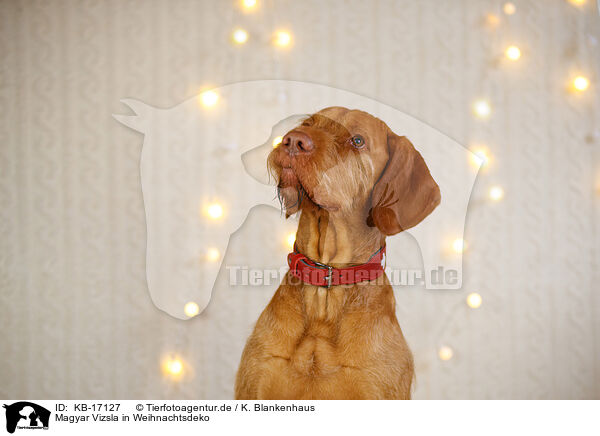 Magyar Vizsla in Weihnachtsdeko / Magyar Vizsla in christmas decoration / KB-17127